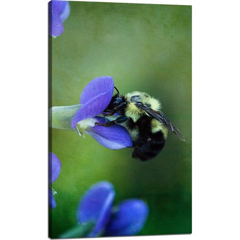 Leinwanddruck Botanik Biene Blume 60x100 cm