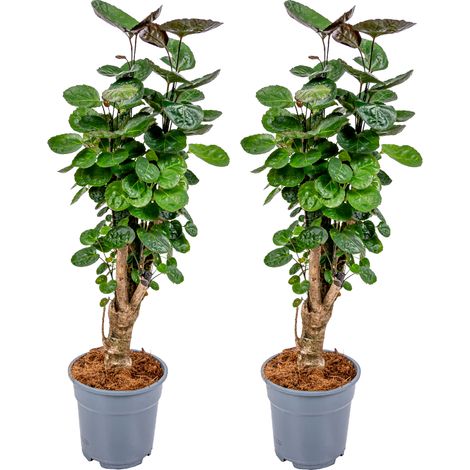 Bloomique - Lot de 2 - Polyscias Fabian - Aralia - Plante d’intérieur - Dépolluante - Pet Friendly - Facile d’entretien - 50-60 cm de Haut - Pot 17 cm