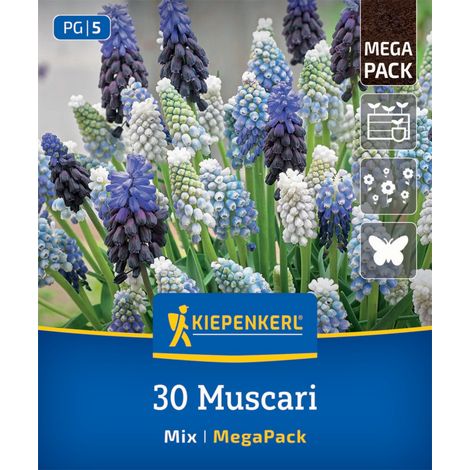 Kiepenkerl Herbstblumenzwiebel Hyazinthen Muscari Mischung 30 Stück (1/2)