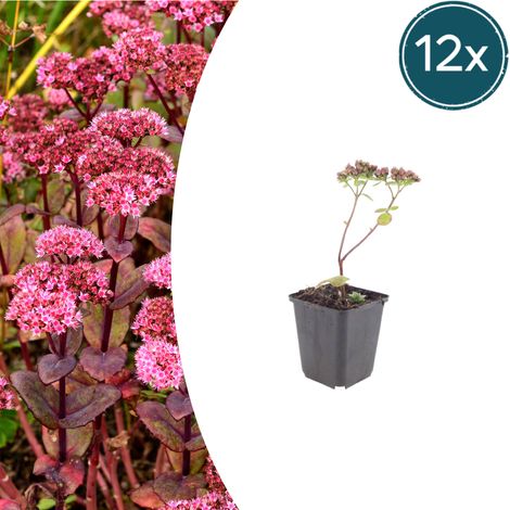 Lot de 12 Sedum 'Matrona' Plante Grasse Vivace Mellifère Rose Foncé H10-25 cm Pot Ø 9 cm - PANGIVO (1/5)