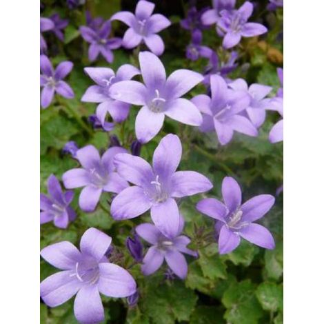 Campanule des murailles 'Resholt Variety' Godet de 8/9 cm (1/2)