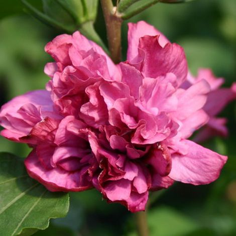 Mauve en arbre 'Duc De Brabant' - 40-60 cm pot