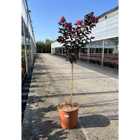 Gardenaria Lagerstroemia indica 'Black Solitaire Red Hot' - Arbusto ornamentale da giardino - Altezza: 40/60 cm (vaso19)