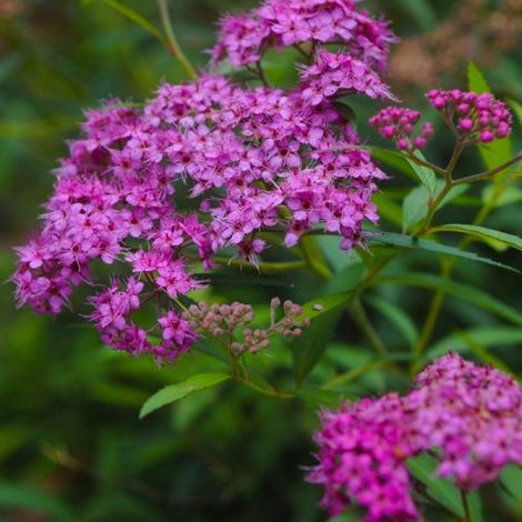 Pépinières Naudet – Spirée du Japon 'Little Princess' – Arbuste nain compact – Hauteur à maturité 0,4m – Floraison rose tendre en été (1/3)