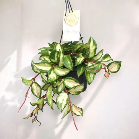 Gardenaria Hoya carnosa 'Tricolor' - Pianta da interno ornamentale - Altezza: 30 cm (vaso 14)