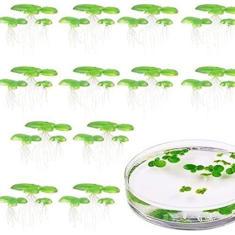 Lot de 2 paquets de 36 lentilles d'eau au total - Mini étang - Plantes flottantes - Décoration d'aquarium - Mini étang