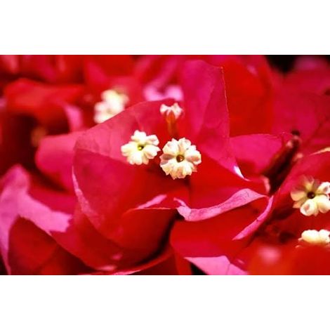 Bougainvillea 3 cuttings red