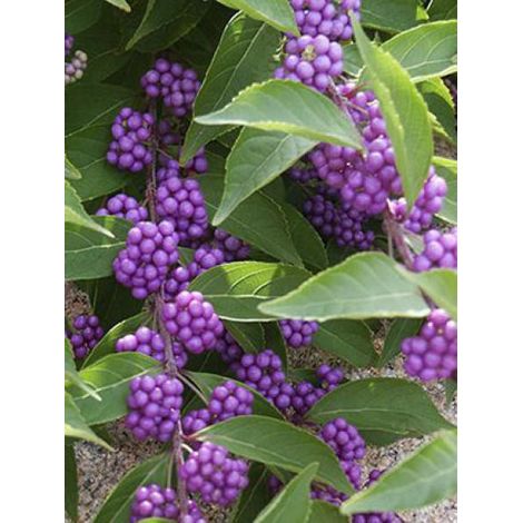 Arbuste aux bonbons d'Amérique 'Issai' Pot de 3L/4L (1/3)