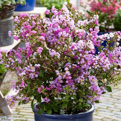 Lilas des Indes 'With Love Eternal' Pot de 3L/4L (1/2)