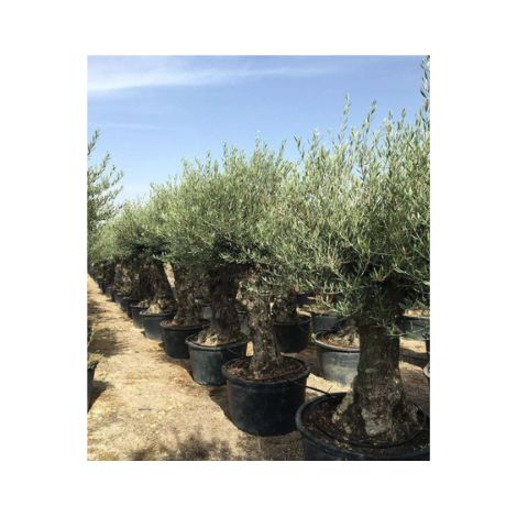 Ulivo olivo "Olea europea" bonsai in vaso 230 l circ. tronco 70/90 cm FOTO REALI