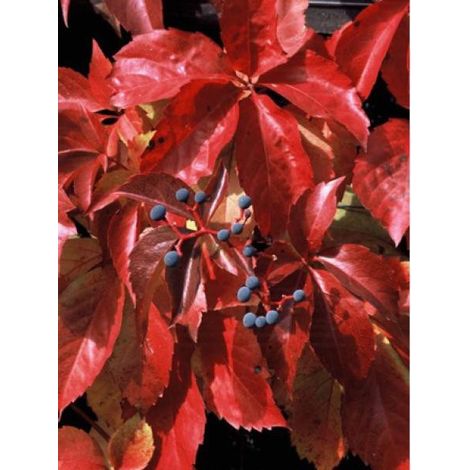 Vigne vierge vraie, Vigne vierge de Virginie Red Wall® 'Trok' Pot de 2L/3L (1/2)