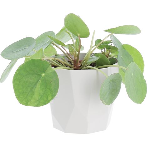 Pilea Peperomioides con Eco-Vaso Rock Grey - Pianta delle Monete Cinesi - H 15-25 cm e Vaso Ø 12 cm (1/4)