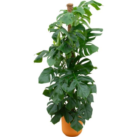 Monstera Pertusum XL Plante à Trous avec Pot Round Jaune Ø26 cm - Hauteur 150 cm - PANGIVO