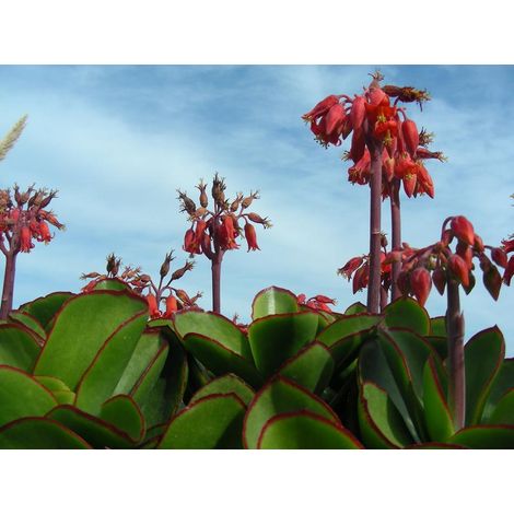 1 cutting - Cotyledon orbiculata var. oblonga 'Macrantha'
