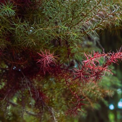 Cèdre du Japon 'Elegans Viridis' (Cryptomeria japonica 'Elegans Viridis')