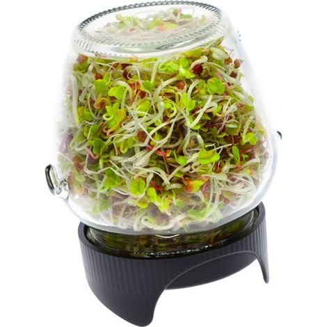 Germinador de tarro de cristal  Brotes para loros  Germinado fácil y fiable (1/4)