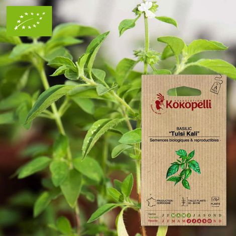 Basilic Tulsi Kali