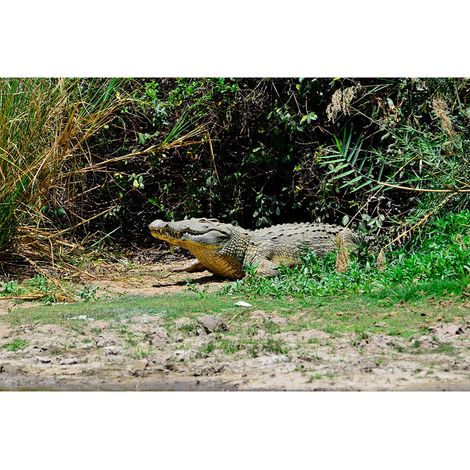 Papier peint panoramique brun et vert nature Tapisserie panoramique bureau et salle de bain zen Papier peint panoramique animal crocodile (1/2)