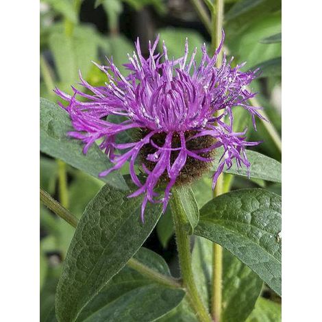 Centaurée 'Caramia' Godet de 8/9 cm (1/2)