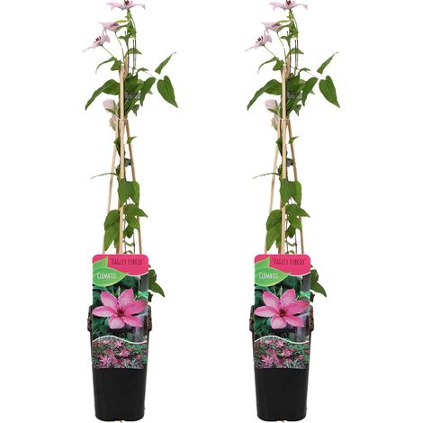 Bloomique - Lot de 2 - Clématite Hagley Hybride - Vigne forestière - Rose - Plantes grimpantes - Plantes de jardin - Rustiques - Pot 15 cm - Hauteur 70-80 cm (1/5)