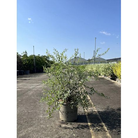 Gardenaria Spirea - Spiraea × cinerea 'Grefsheim' - Arbusto ornamentale da giardino - Altezza: 50/70 cm (vaso19) (1/5)