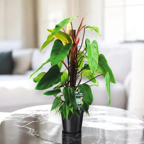 Gardenaria Philodendron 'Red Emerald' - Pianta da interno ornamentale - Altezza: 80 cm (vaso 19) (1/4)