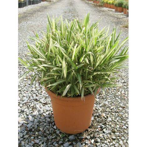 Gardenaria Bambù Nano Fortunei - Pleioblastus fortunei - Bambù ornamentale da esterno - Altezza: 30 cm (vaso 16)