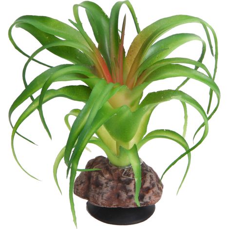 Hobby Terra Succulent 3 - Höhe 10cm (1/2)