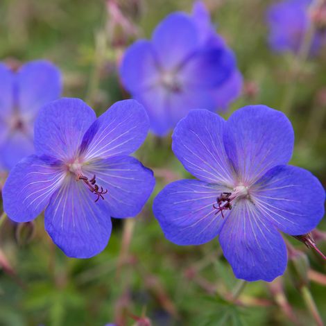 4 x Géranium vivace  - Geranium 'Johnson's Blue'  - godet 9x9 cm (1/4)