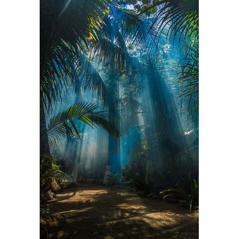 Tableau sur verre synthétique forêt tropicale 80x120 cm - Impression sur Verre synthétique - Image HD imprimée sur Verre synthétique - Tableau mural décoratif - Fabriqué en France