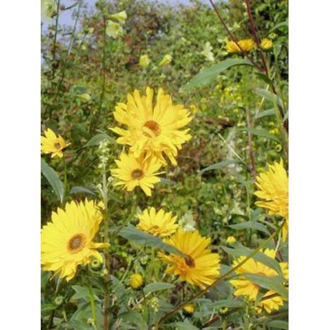 Soleil vivace 'Monarch' Godet de 8/9 cm