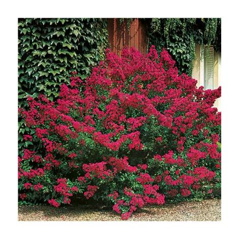 Lagerstroemia à fleurs rouges – Période de semis : printemps – Plante compacte – Idéale pour haies et massifs – Fabre Graines