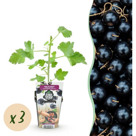 Lot de 3 Plantes Fruitières Ribes Jostabes Arbustes Rustiques Pots 9 cm Cassis Groseille - PANGIVO (1/5)