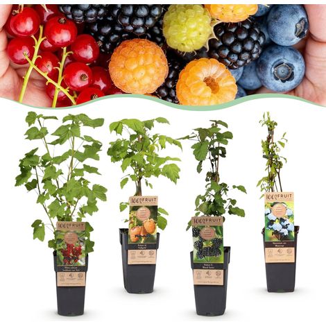 Lot de 4 Arbustes Fruitiers Mix Baies Comestibles Rustiques Pot 15cm Hauteur 50cm - PANGIVO (1/5)