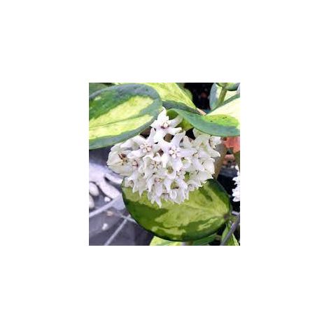 Vivaio Garden Forest – Hoya australis Lisa – Plante grasse succulente 12cm – Fleurs parfumées en grappes – Exposition lumineuse (1/3)
