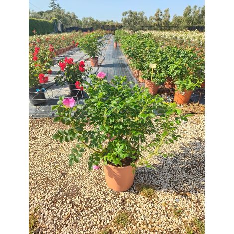 Rosa Rugosa Pot 24 cm Plante Botanique Très Rustique pour Plein Soleil (1/4)