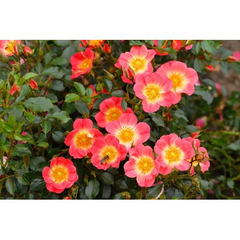 Gardenaria Rosa 'Bienenweide Bicolor' - Rosa da giardino - Altezza: 25/30 cm (vaso15) (1/4)
