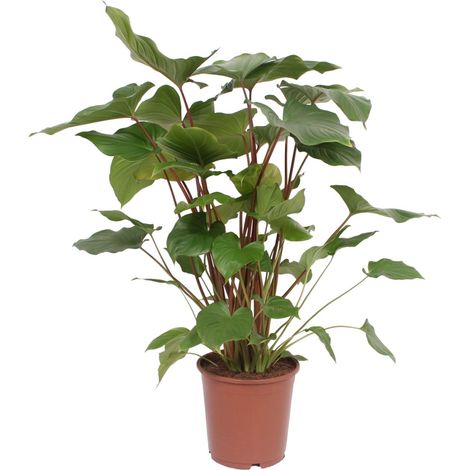 Homalomena Rubescens Maggy - Plante d'intérieur décorative - Pot Ø24 cm - Hauteur 90 cm - PANGIVO (1/4)