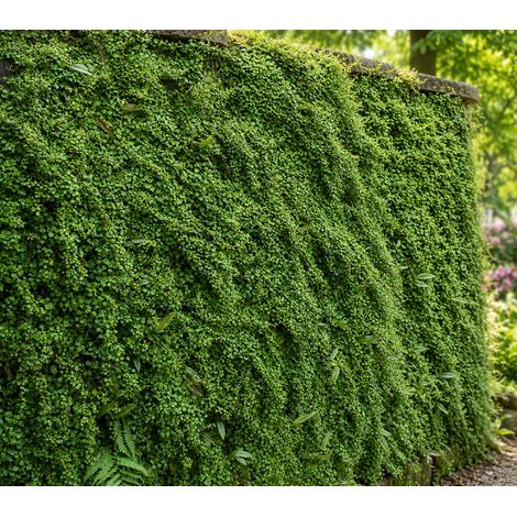 Gardenaria Muehlenbeckia complexa - Arbusto ornamentale da giardino - Altezza: 20 cm (vaso 12) (1/2)