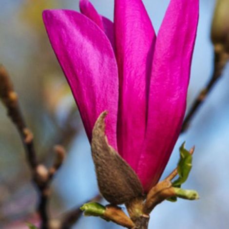 Pépinières Naudet – Magnolia 'Susan' – Arbuste caduc 3-5m – Fleurs roses parfumées – Exposition soleil ou ombre – Résistance jusqu'à -20°C