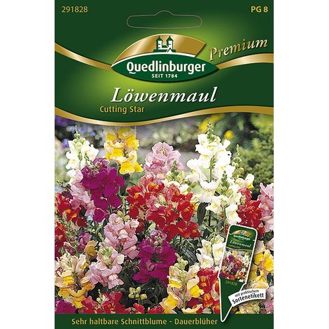 Quedlinburger Saatgut – Muflier « Cutting Star » – Graines de fleurs, en mélange, pour la coupe, hauteur env. 120 cm