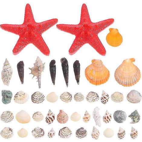 1 Set Strandmuscheln