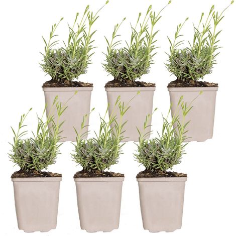 Bloomique - Lot de 6 - Lavandula Angustifolia 'Hidcote' – Lavande vraie – Plantes de lavande – Rustique – Hauteur 10-20 cm – Pot 9x9 cm