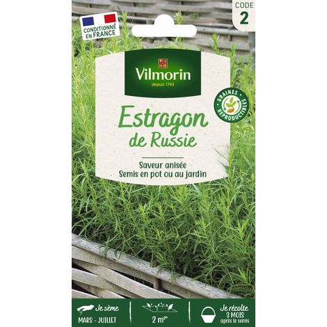 Estragon de Russie Vilmorin