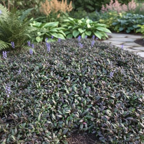 Bugle rampante Velfredda, Ajuga/Lot de 3 godets