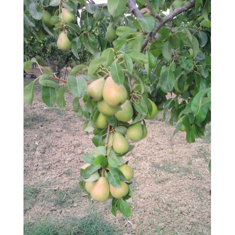1 plant /tree (approx 1m) - Pero Coscia estiva (Pyrus communis)