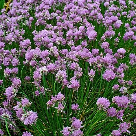 4 x Ciboulette - Allium schoenoprasum - godet 9x9 cm
