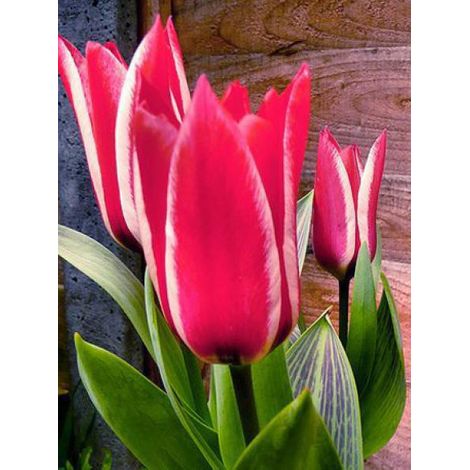Tulipe greigii 'Pinocchio'® Bulbe calibre 12+ (par 10)