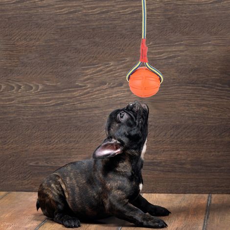 Balle de dressage interactive portable en EVA résistante aux morsures pour chien, avec corde (rouge) (1/5)