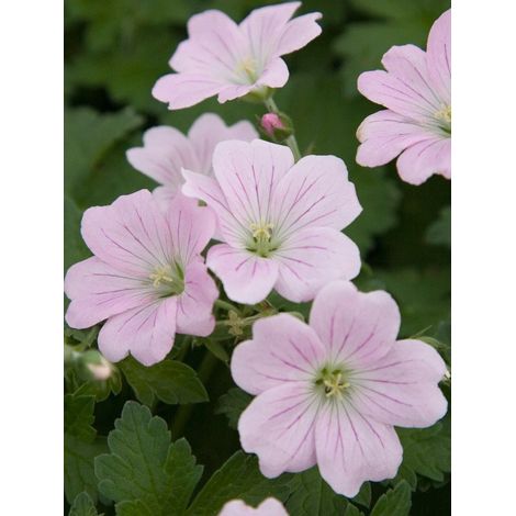 Géranium vivace 'Dreamland'® Godet de 8/9 cm (1/4)